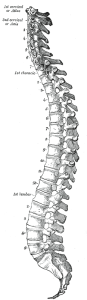 Gray_111_-_Vertebral_column